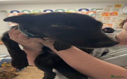 Mixed Breed dogs for sale: Collie cross pups  - Advert 14