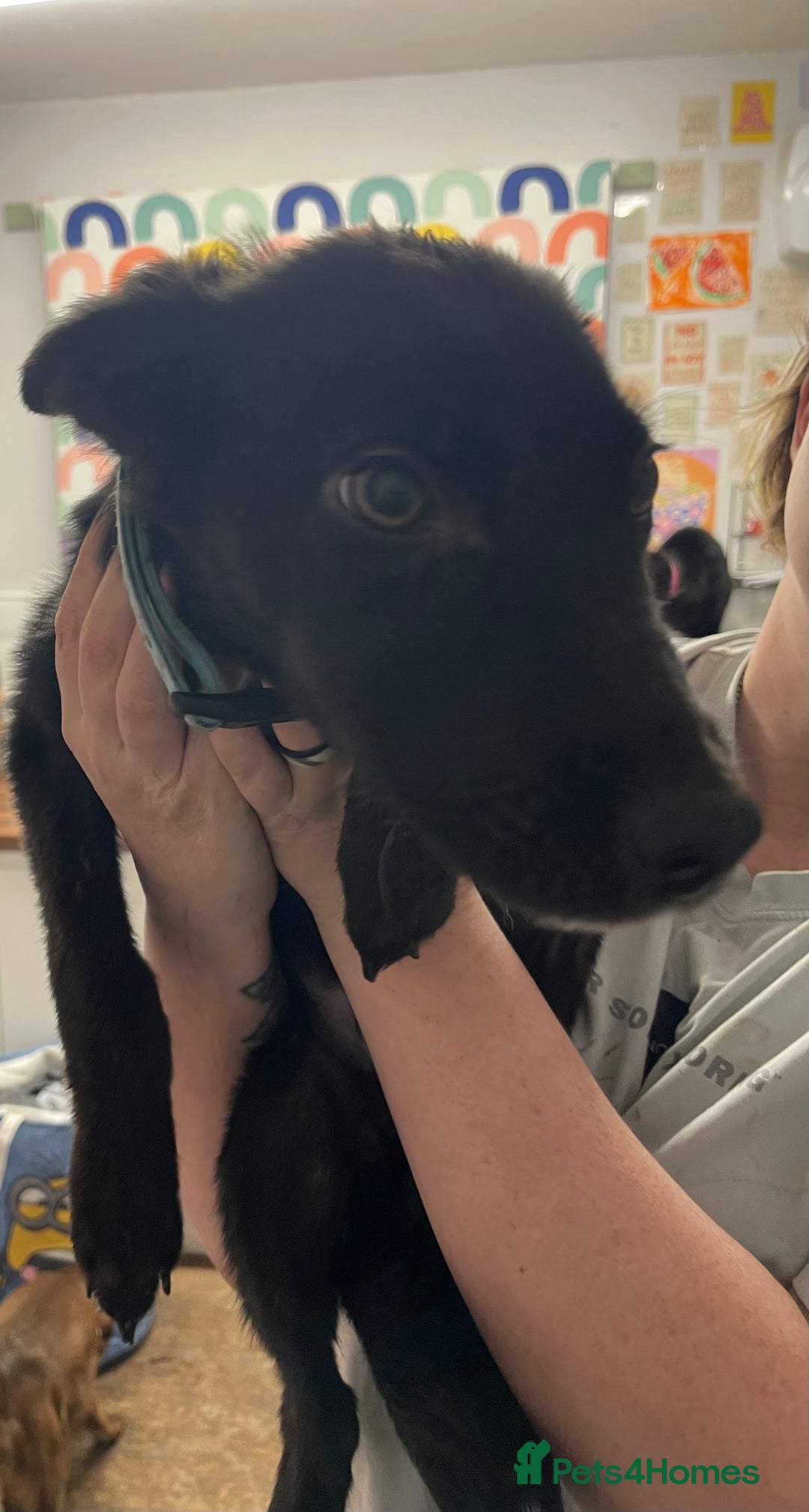 Mixed Breed dogs for sale: Collie cross pups  - Advert 14