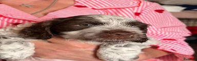 Mixed Breed Puppy 2