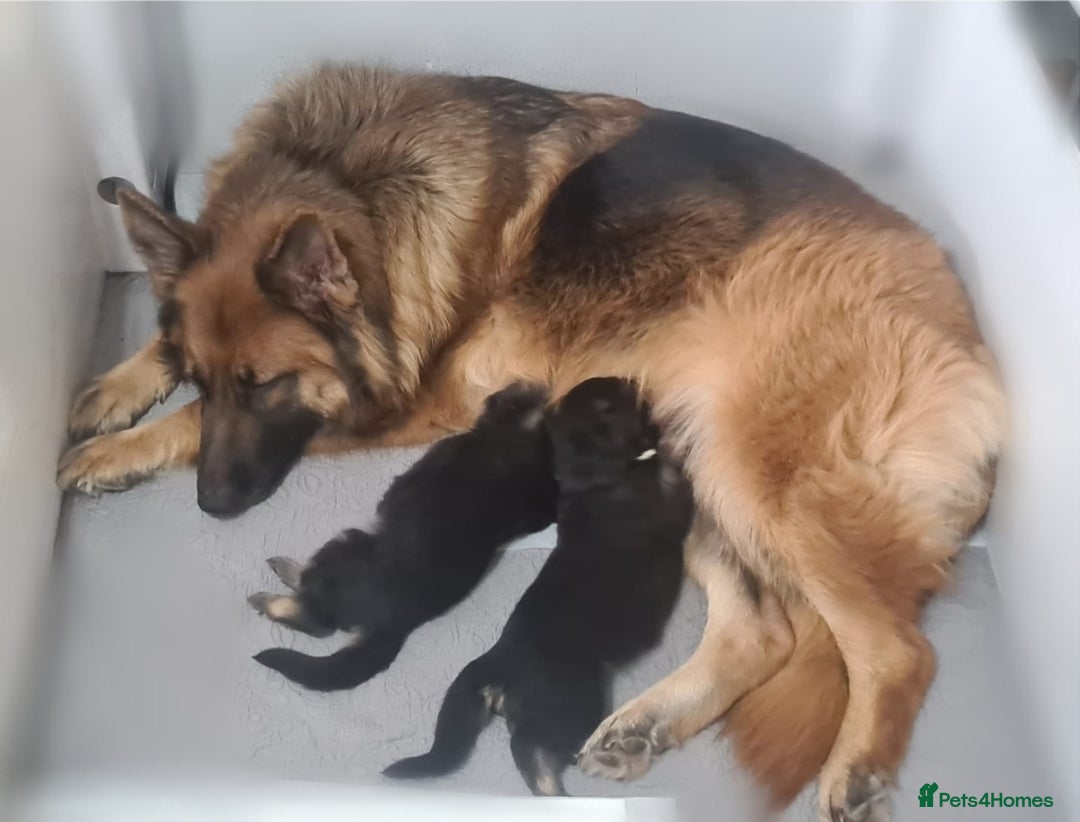 German Shepherd dogs for sale: German Shepherd Puppies - Image 7