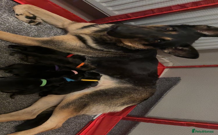 German Shepherd dogs - Advert 1