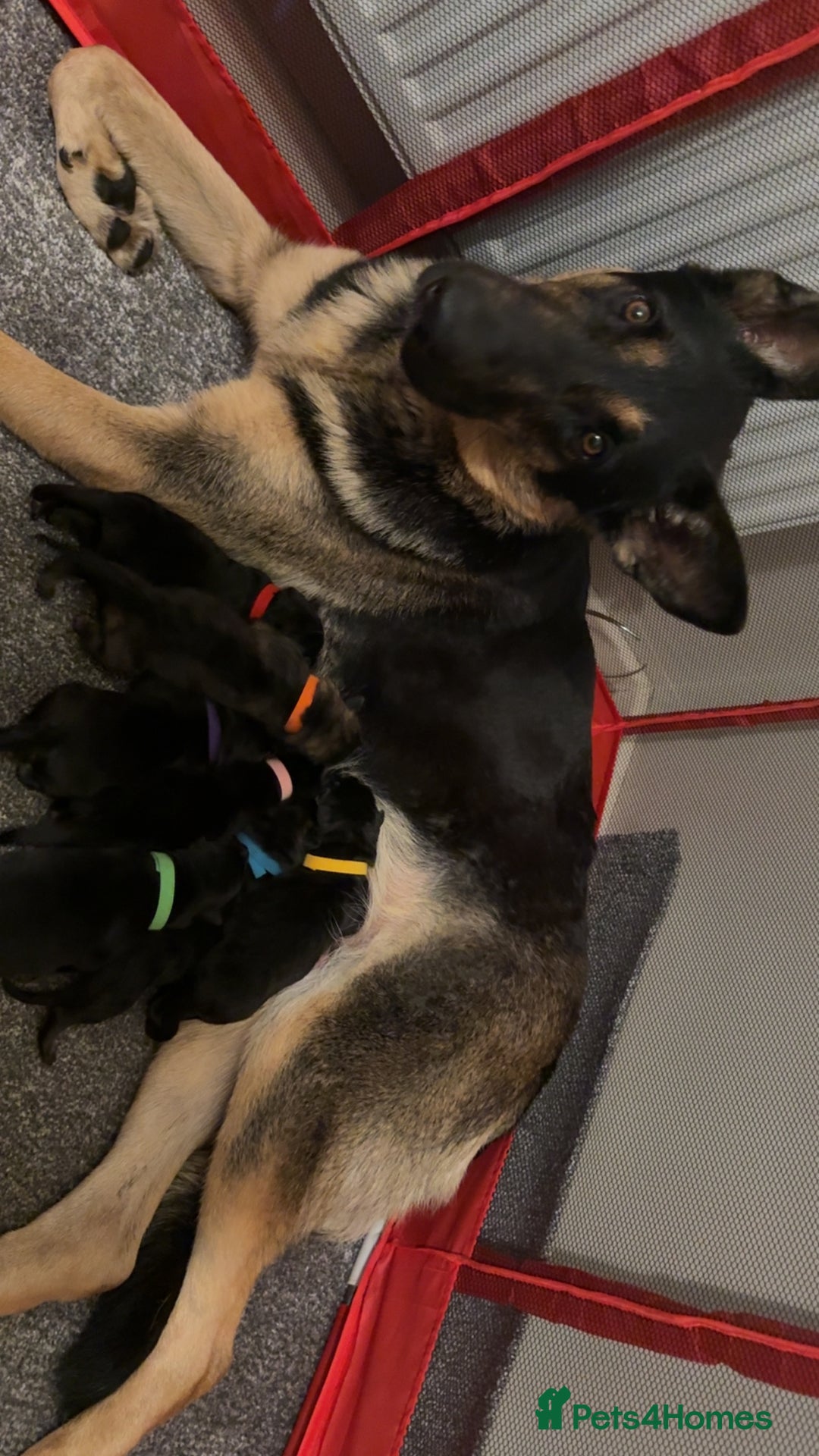 German Shepherd dogs for sale: German shepard  pups  - Image 1