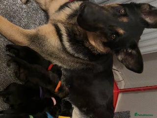 German Shepherd dogs - Advert 12