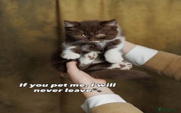 British Shorthair cats for sale: British Short and Long Hair  - Image 22