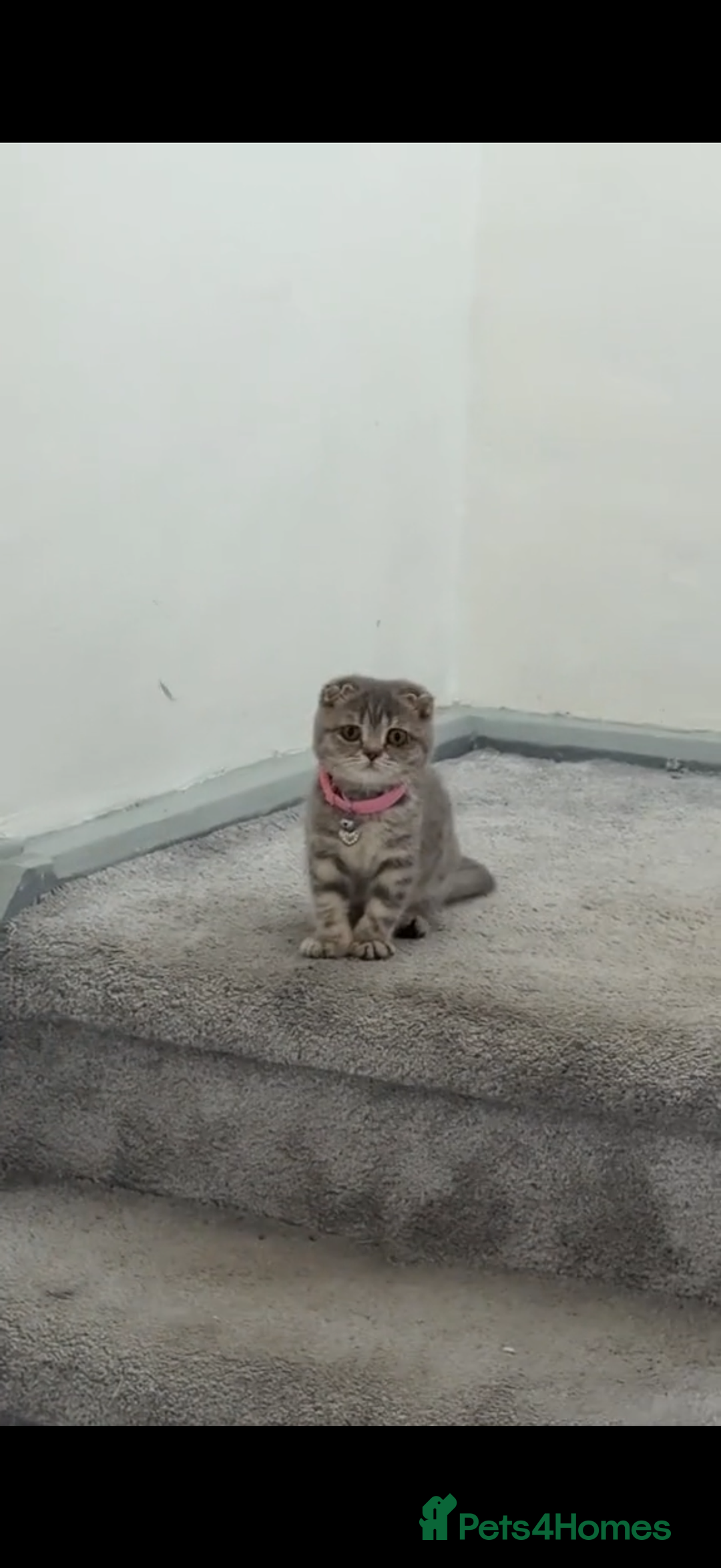 Scottish Fold cats for sale: Pearl  - Advert 4