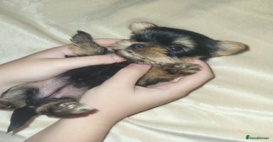 Yorkshire Terrier dogs - Advert 15