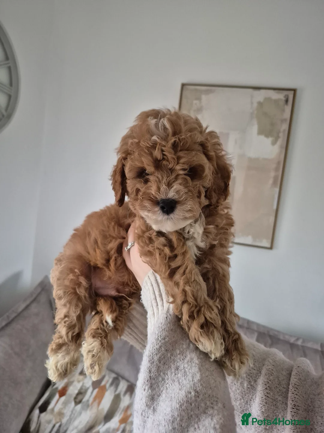 Cockapoo dogs for sale: Last boy remaining. F1B red cockapoo puppies - Advert 3