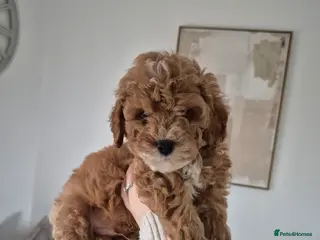 Cockapoo dogs Last boy remaining. F1B red cockapoo puppies - Advert 3