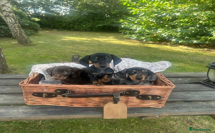 Miniature Dachshund dogs - Advert 3