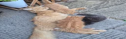 Mixed Breed cats for sale: Kittens Looking for Loving Homes - Advert 8