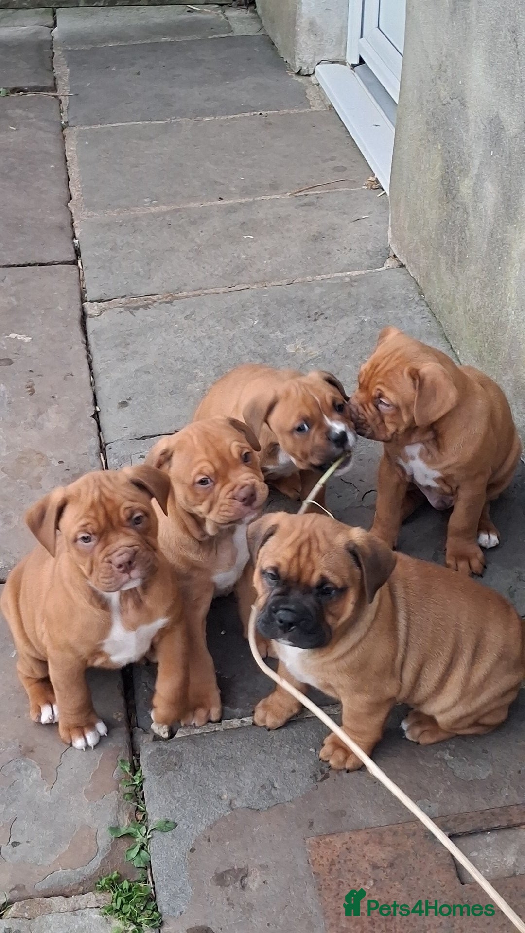 English Bulldog dogs for sale: Beautiful bulldog x rotty mastiff - Advert 28