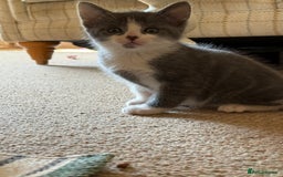 Mixed Breed cats for sale: Very nice kittens from the best mother. - Image 1