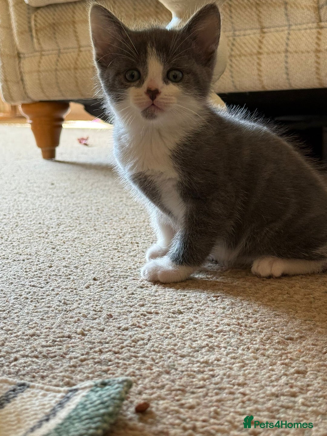 Mixed Breed cats for sale: Very nice kittens from the best mother. - Image 1