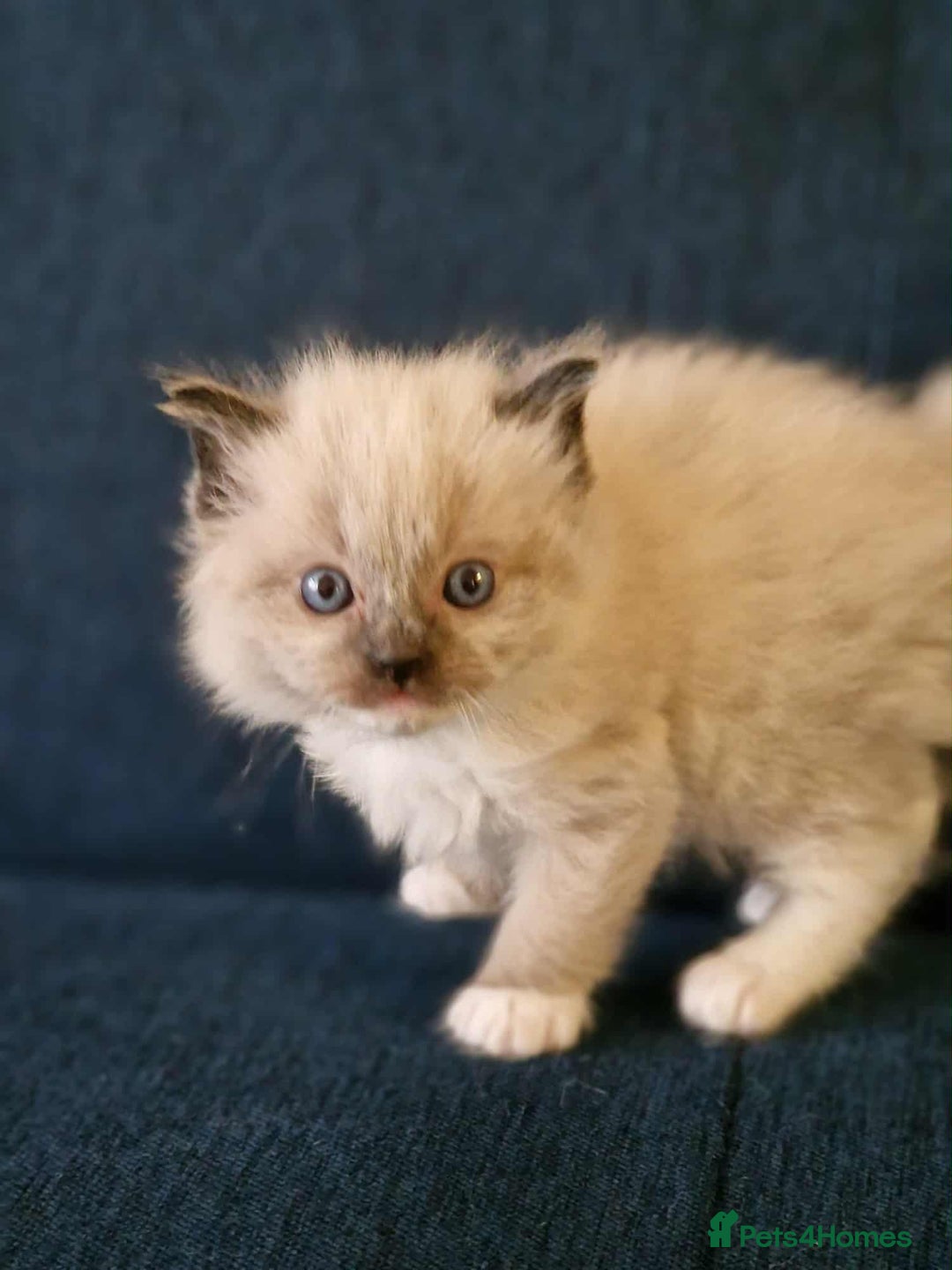 Ragdoll cats for sale: Stunning TICA Ragdoll Kittens - Mink, Sepia,  - Advert 19