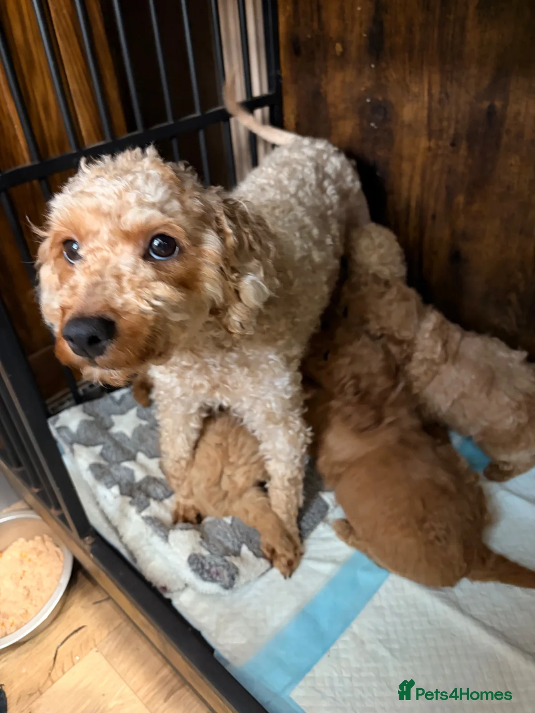 Maltipoo dogs for sale: Maltipoo Girl - Advert 2