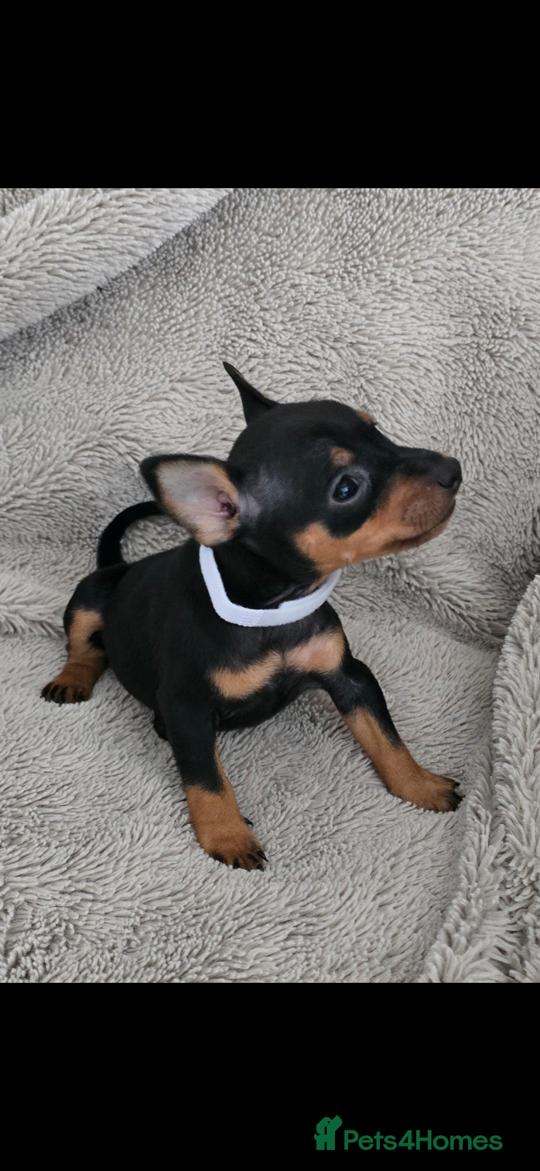Miniature Pinscher dogs for sale: Beautiful Miniature pinscher Puppies  - Image 6