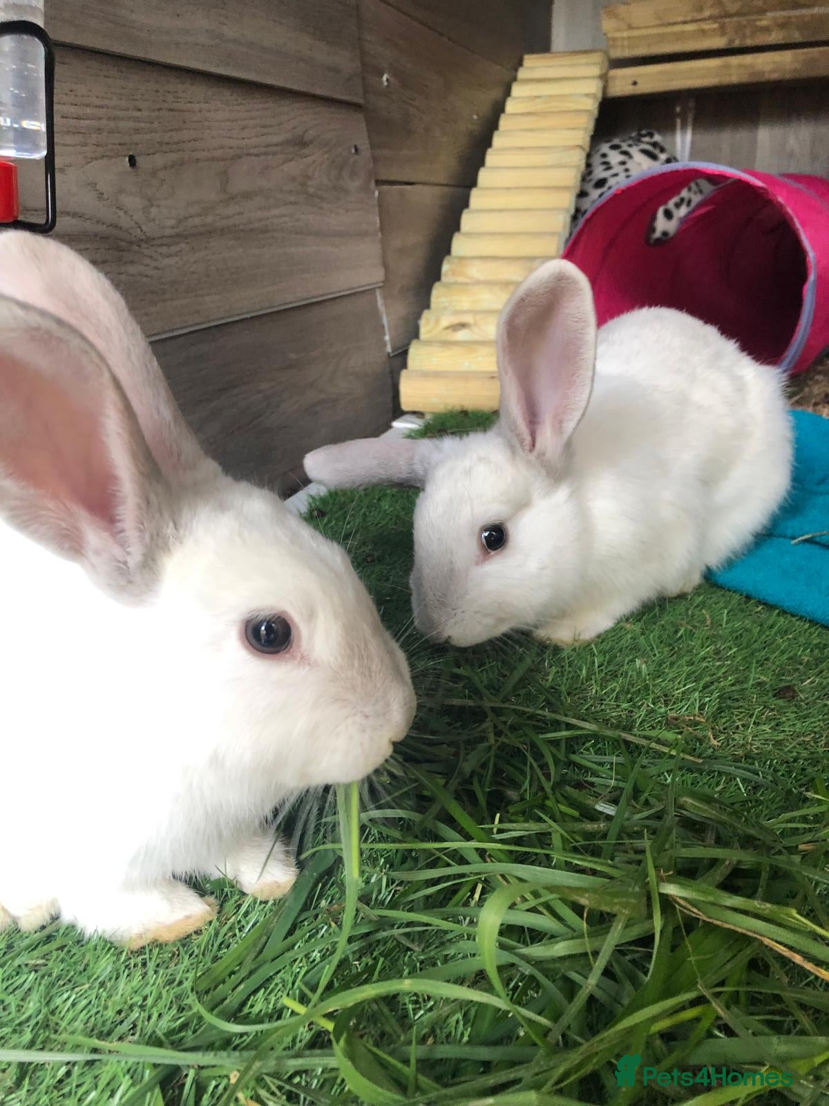 Continental Giant rabbits Continental giant cross with mini lop - Advert 3