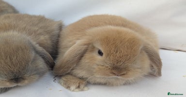 Mini Lop rabbits - Advert 16