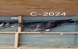 Pigeons birds for sale: Top Racers - Image 12