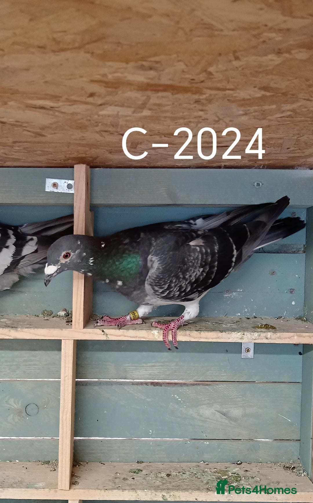 Pigeons birds for sale: Top Racers - Image 12