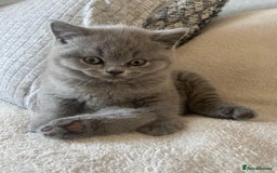 British Shorthair cats for sale: CHAMPION BSH PEDIGREE GCCF REGISTERED  - Image 5