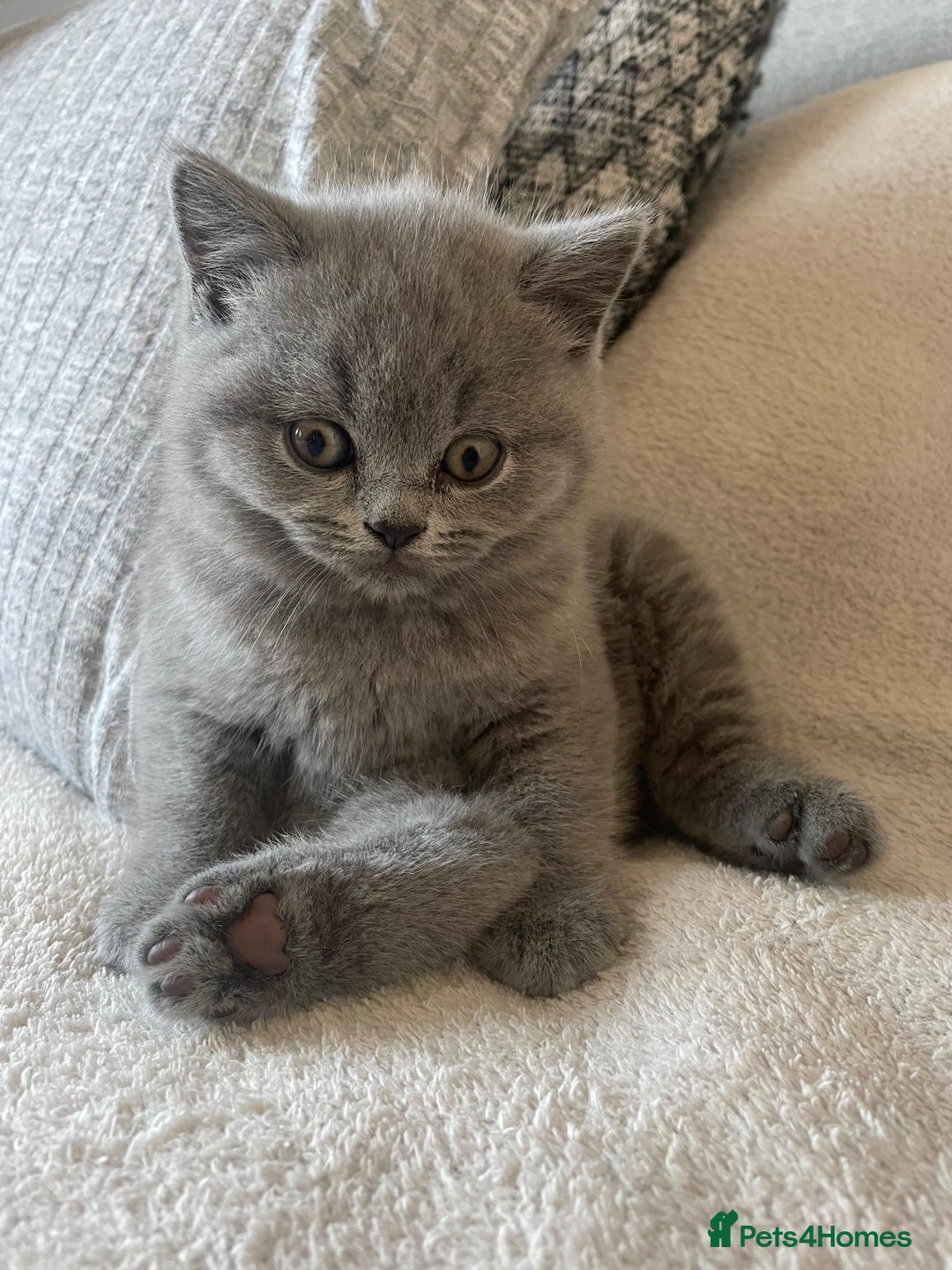 British Shorthair cats for sale: CHAMPION BSH PEDIGREE GCCF REGISTERED  - Image 5