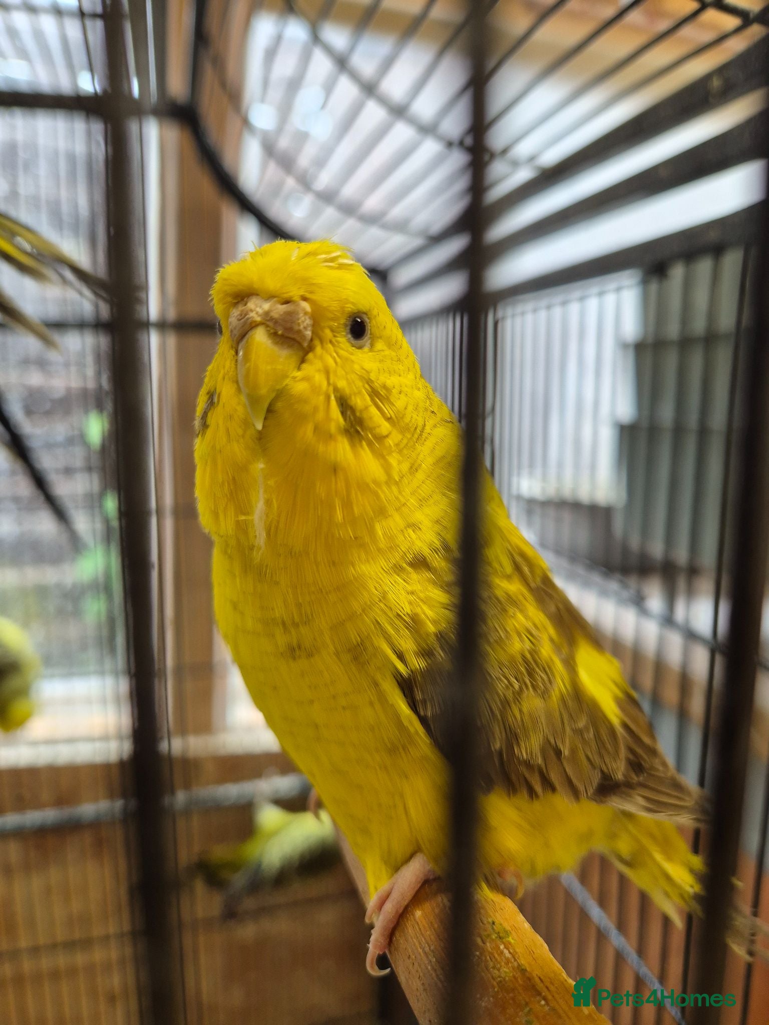 Budgerigars birds Hens variety colors - Advert 2