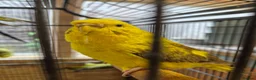 Budgerigars birds for sale: Hens variety colors - Advert 3