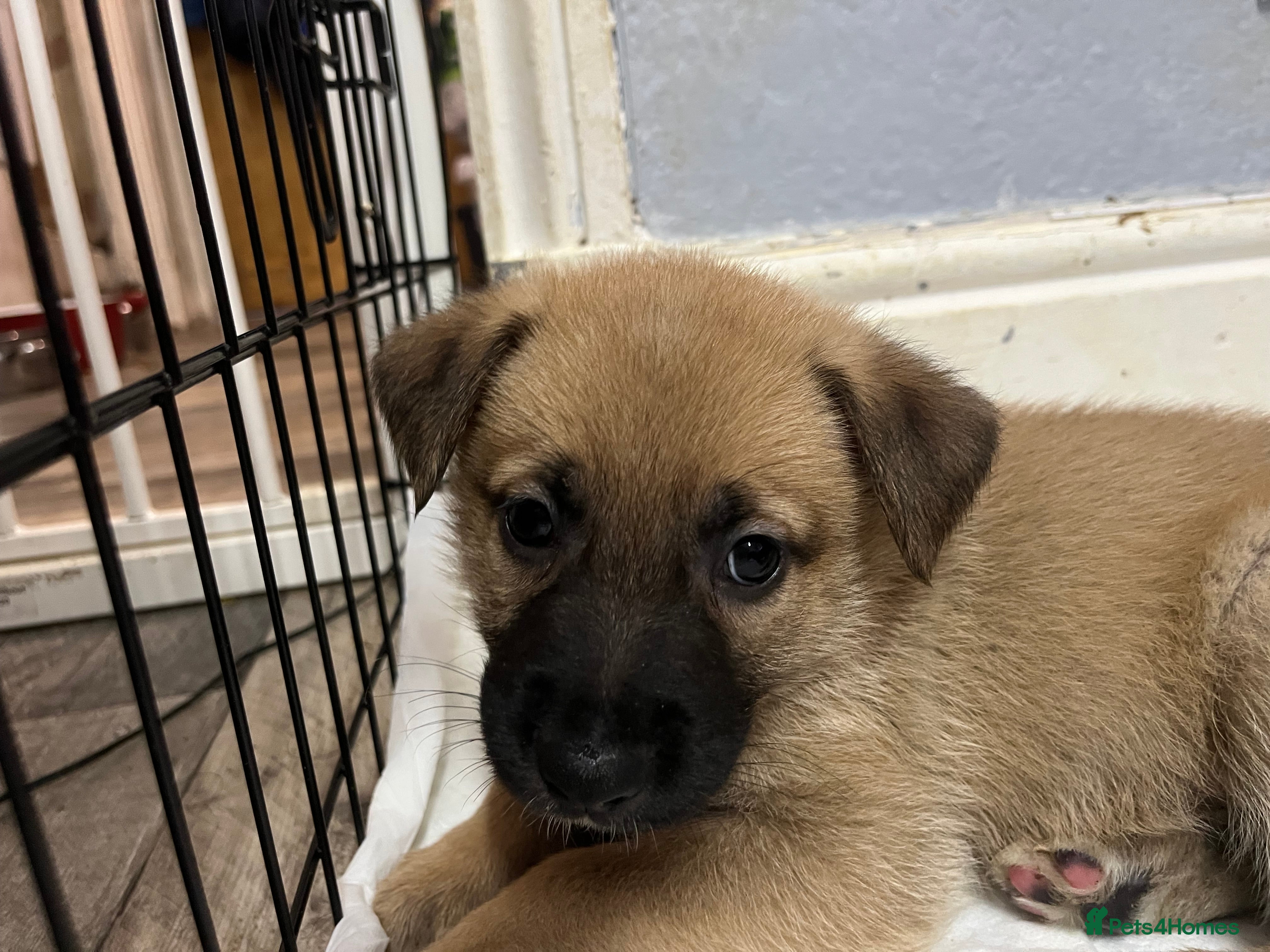 Mixed Breed dogs 4 belgian malinois mix cross German shepherd  - Advert 1