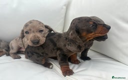 Miniature Dachshund dogs for sale: Beautiful babies - Image 15