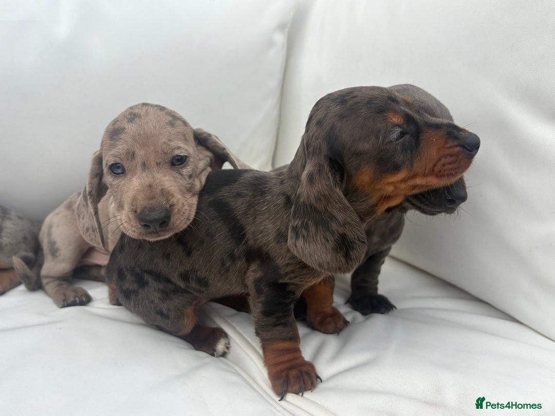 Miniature Dachshund dogs for sale: Beautiful babies - Image 15