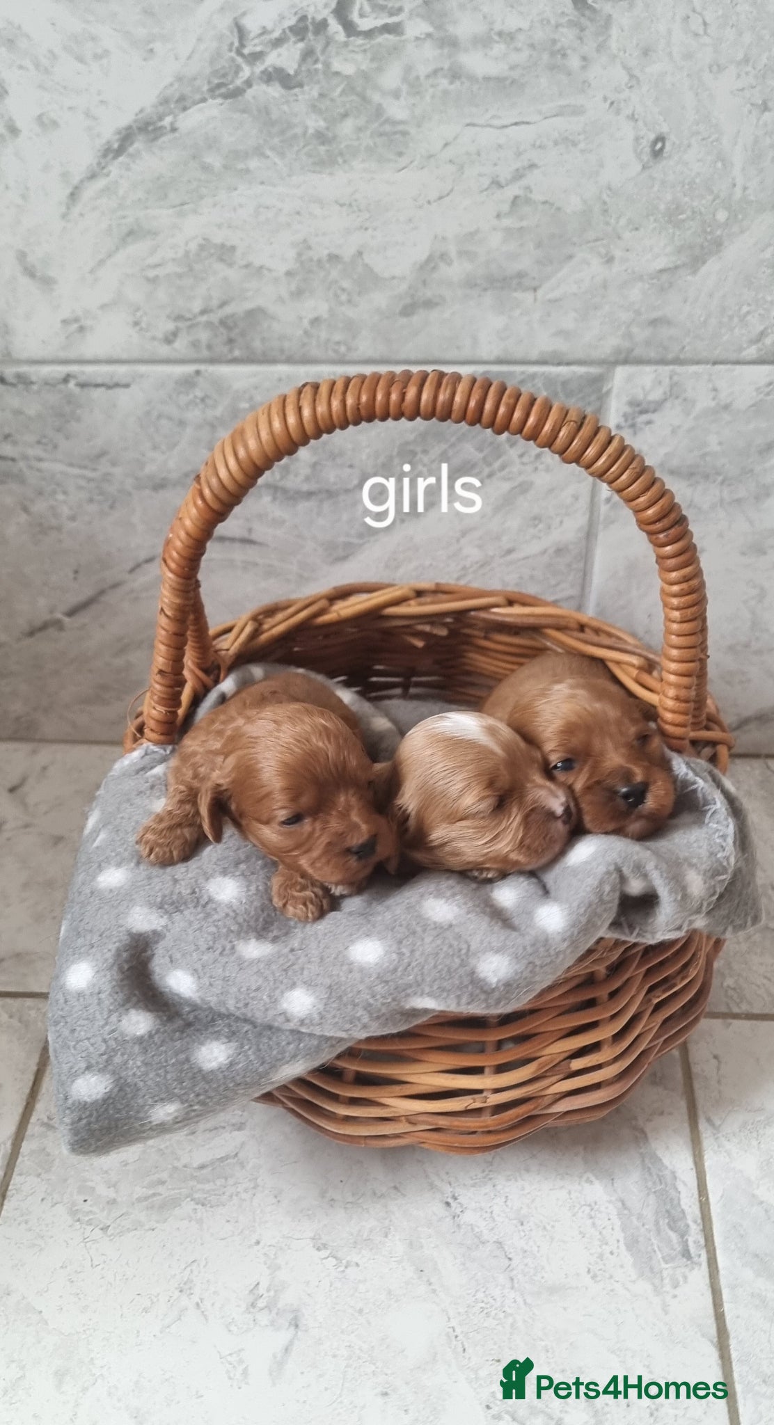 Cavapoo dogs F1 toy cavapoos - Advert 18