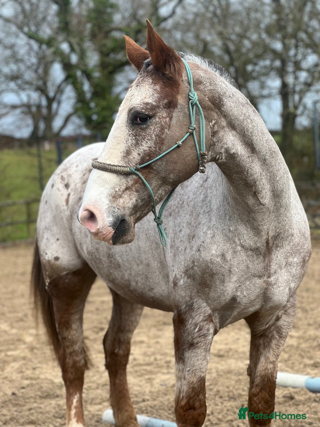 Appaloosa horses for sale: Perfect allrounder for sale - Image 21