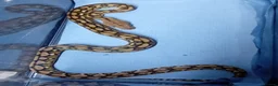 Python Snake reptiles for sale: Mayalan Python Motley Tiger  - Advert 9