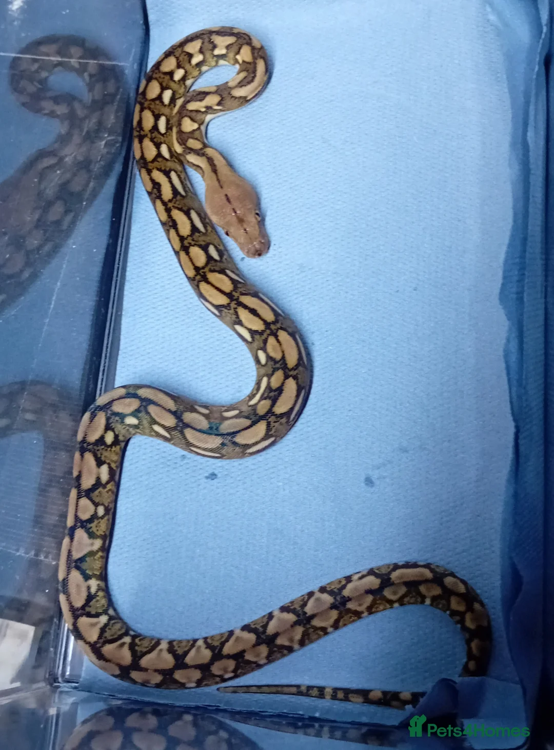 Python Snake reptiles for sale: Mayalan Python Motley Tiger  - Advert 9