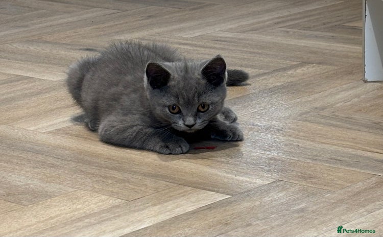 British Shorthair cats - Advert 16