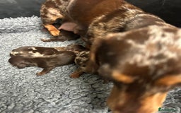 Miniature Dachshund dogs for sale: Miniature dachshund puppies  - Image 7