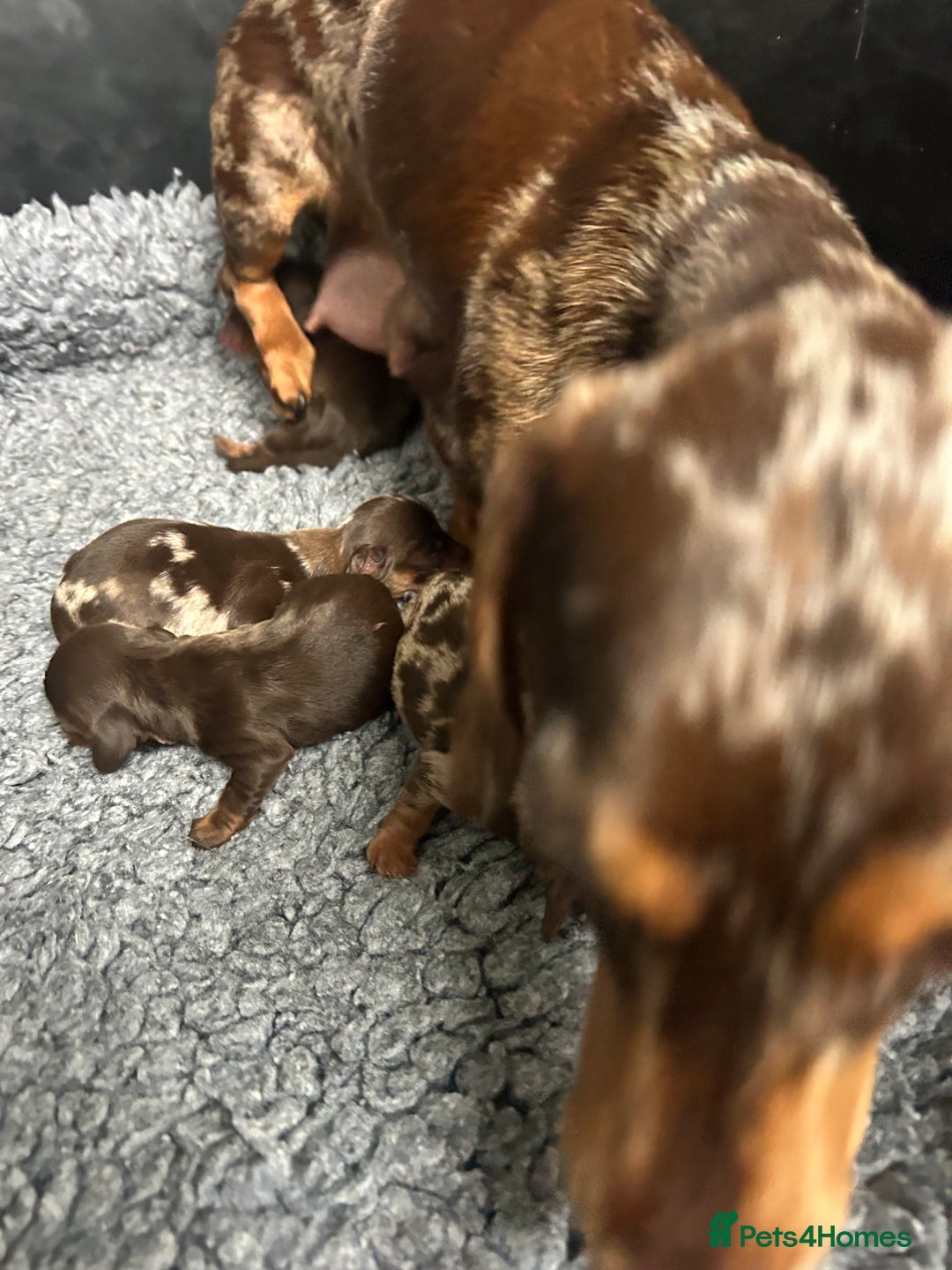 Miniature Dachshund dogs for sale: Miniature dachshund puppies  - Image 7