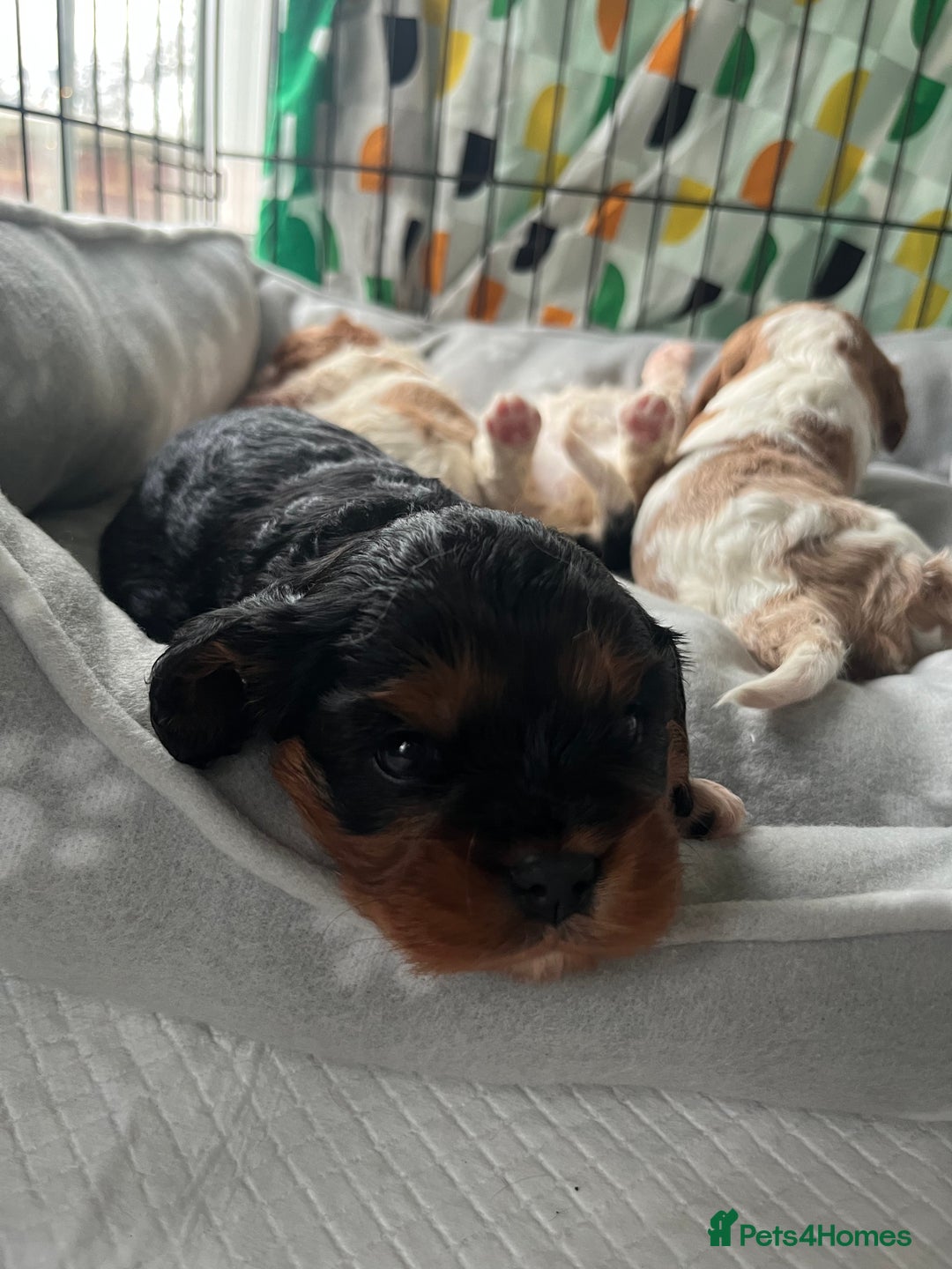 Cavalier King Charles Spaniel dogs for sale: Cavalier King Charles puppy’s  - Advert 8