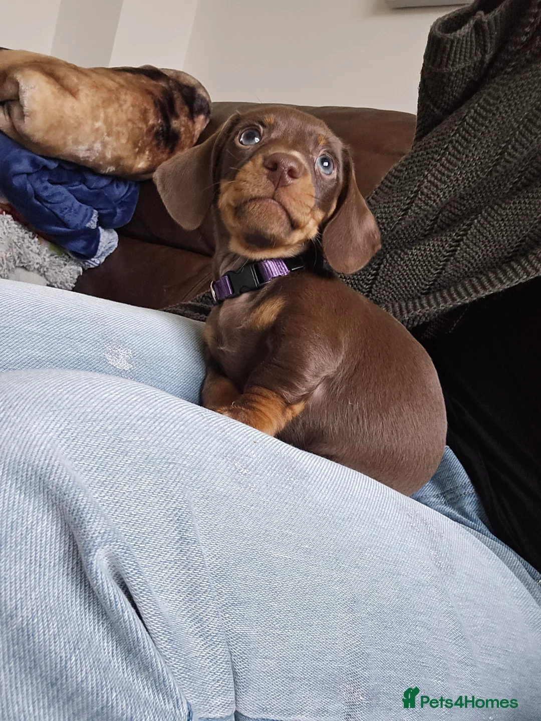 Miniature Dachshund dogs for sale: KC registered miniature Dachshund 🐶  - Advert 30