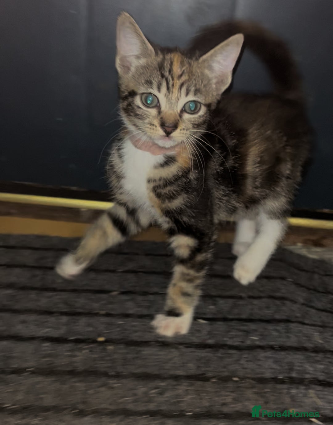 Mixed Breed cats for sale: 4 Kittens looking for their forever homes 🏠  - Image 11
