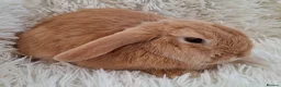 Mini Lop rabbits for sale: 12 week old male mini lop rabbit for sale - Advert 2