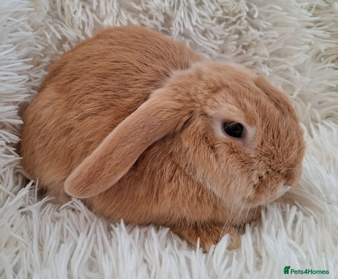 Mini Lop rabbits for sale: 12 week old male mini lop rabbit for sale - Advert 2
