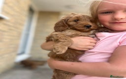 Cockapoo dogs for sale: 1 BOY LEFT! cockapoo F1b, PRA tested - Image 9