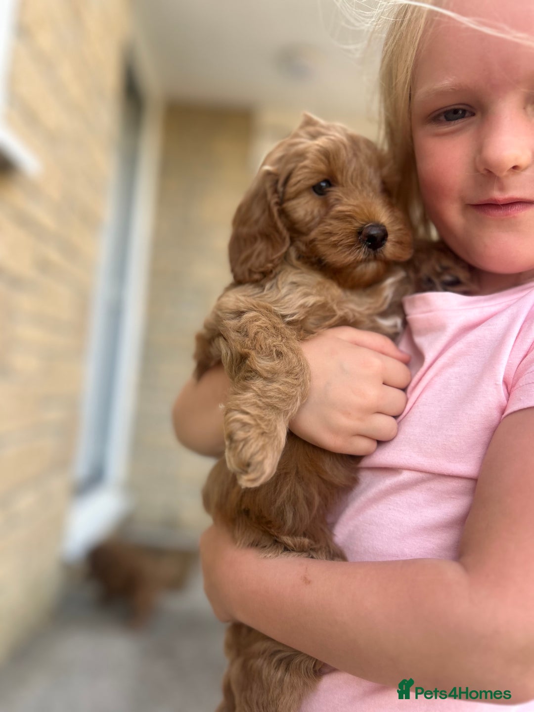 Cockapoo dogs for sale: 1 BOY LEFT! cockapoo F1b, PRA tested - Image 9