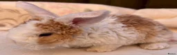 Mini Lop rabbits for sale: Mini Plush Lop and Plush Carrier litters - Advert 7