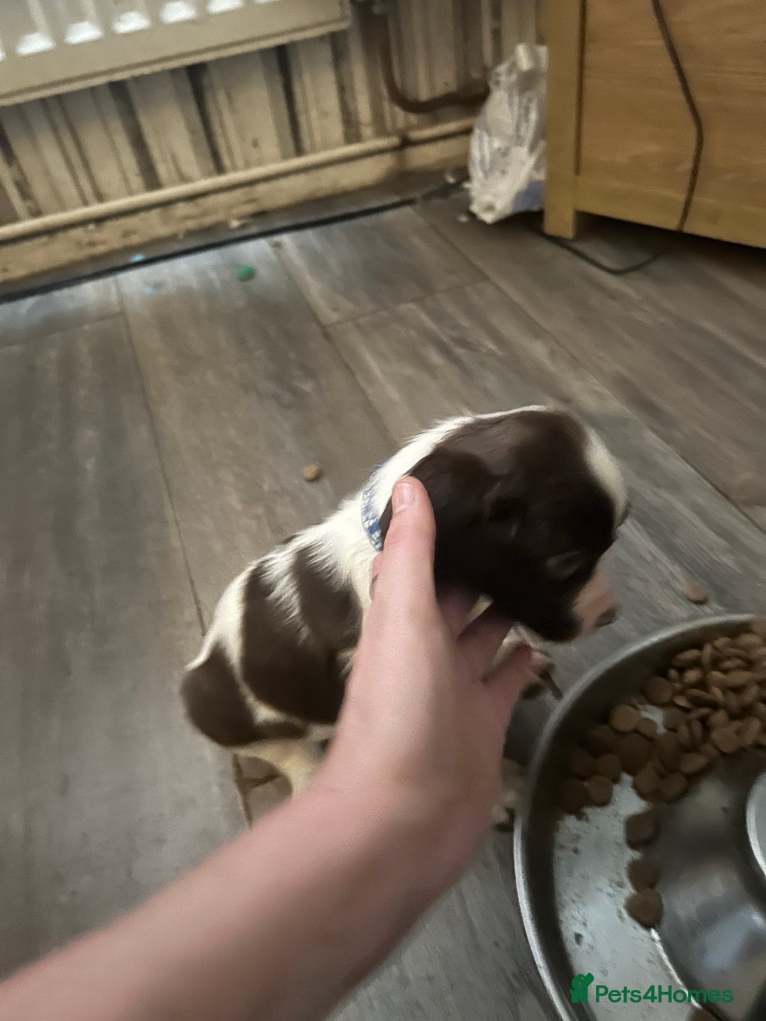 English Springer Spaniel dogs for sale: Springer spaniel pups READY NEXT WEEK - Advert 18