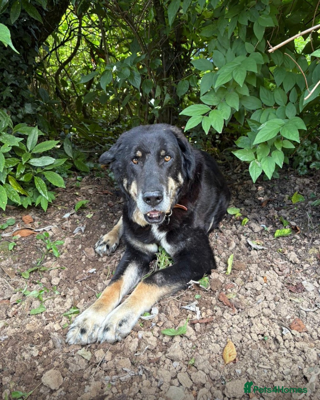 Mixed Breed dogs for adoption: Gentle giant Grandad needs a retirement home  in Plymouth - Image 4