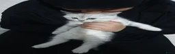 Scottish Fold cats for sale: Pure bred Scottish fold - Advert 22