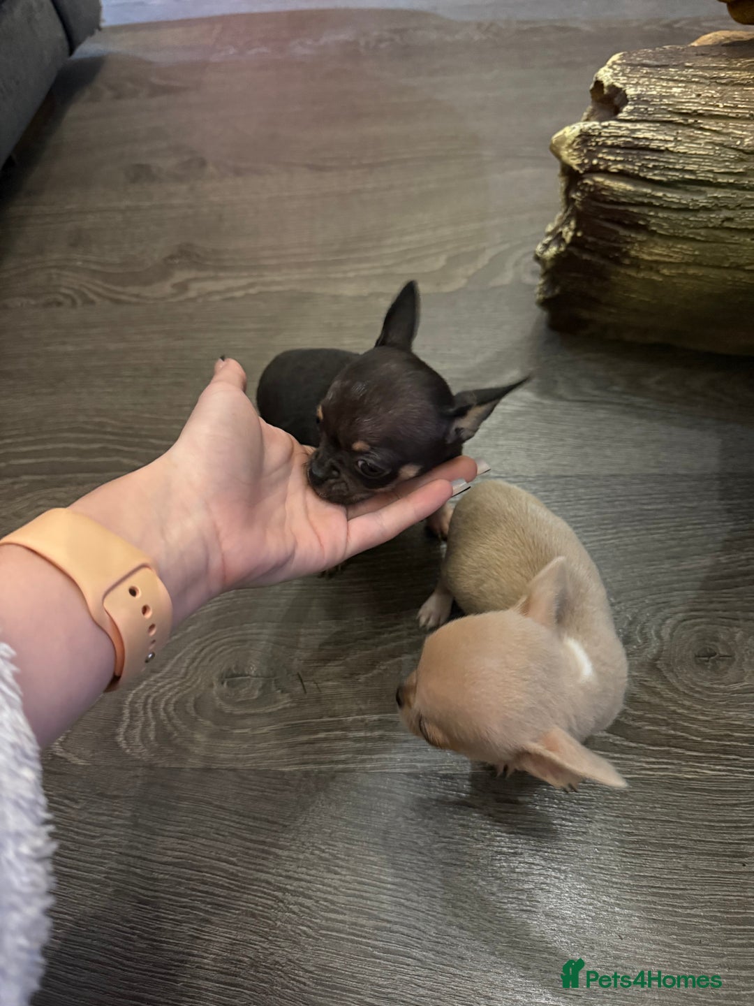 Chihuahua dogs for sale: Chihuahuas for sale  - Image 2
